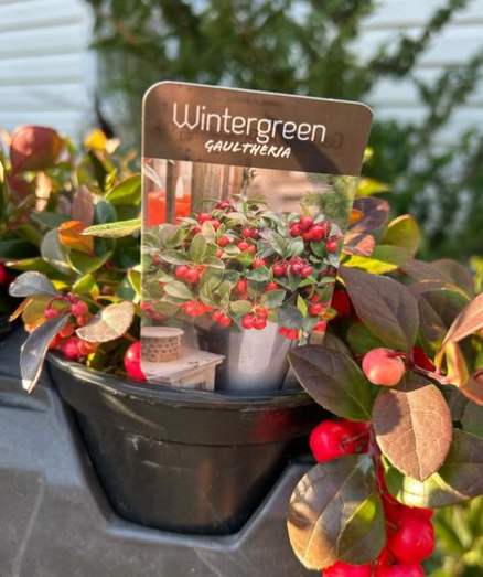 Cooking and Recipes with Wintergreen Plants