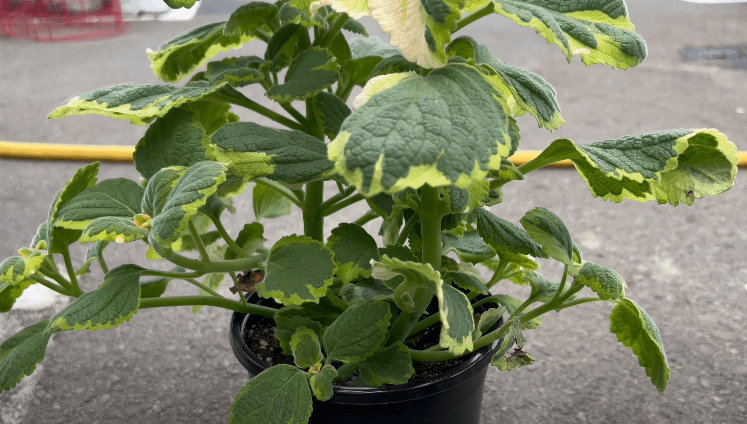 Fertilizing Your Plectranthus Lemon Lime
