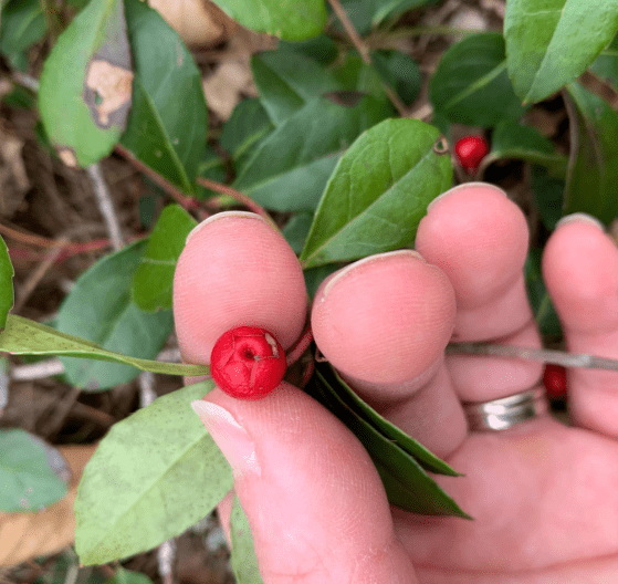 How to Identify Wintergreen Plants in Alaska