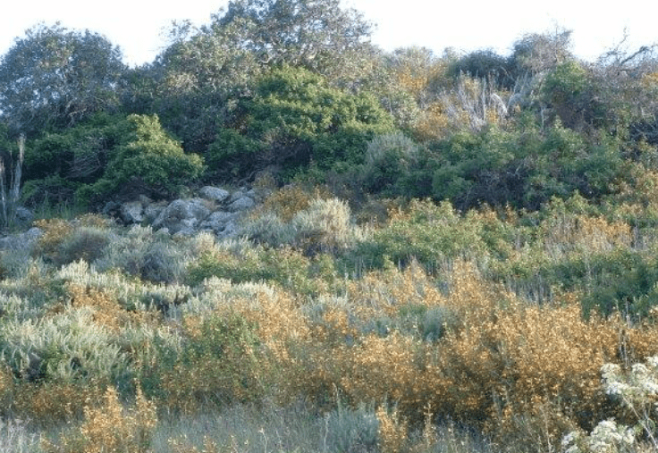 Key Characteristics of Scrubland Plants