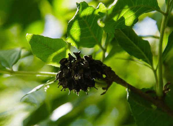 Optimal Planting Time for Siberian Ginseng in Michigan