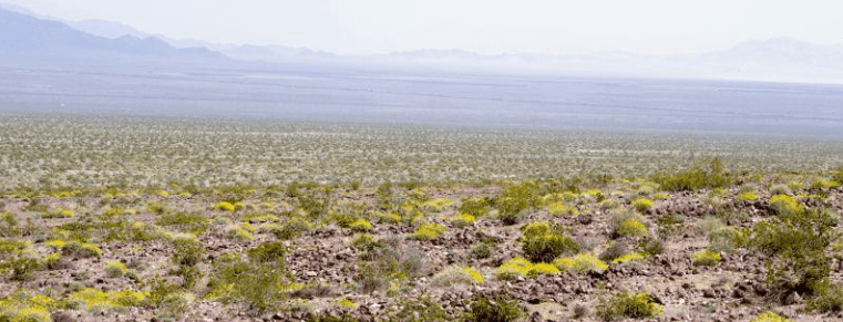 The Ecological Benefits of Scrublands