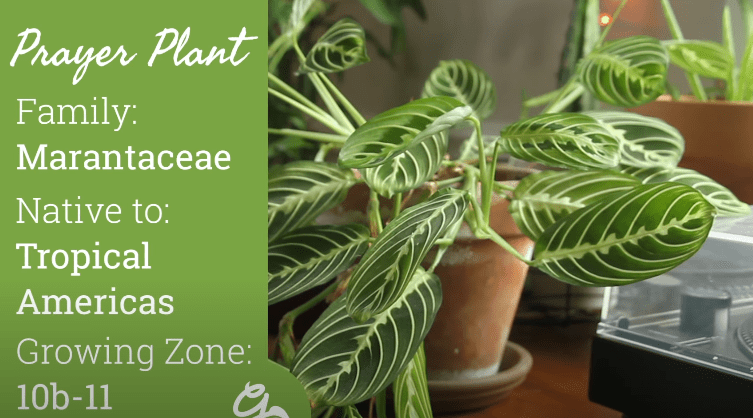 Understanding the Needs of Your Prayer Plant