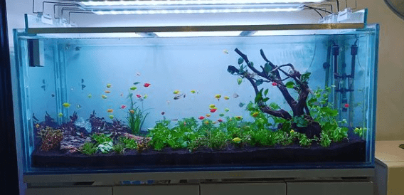 When to Use a Sponge Filter in a Planted Tank