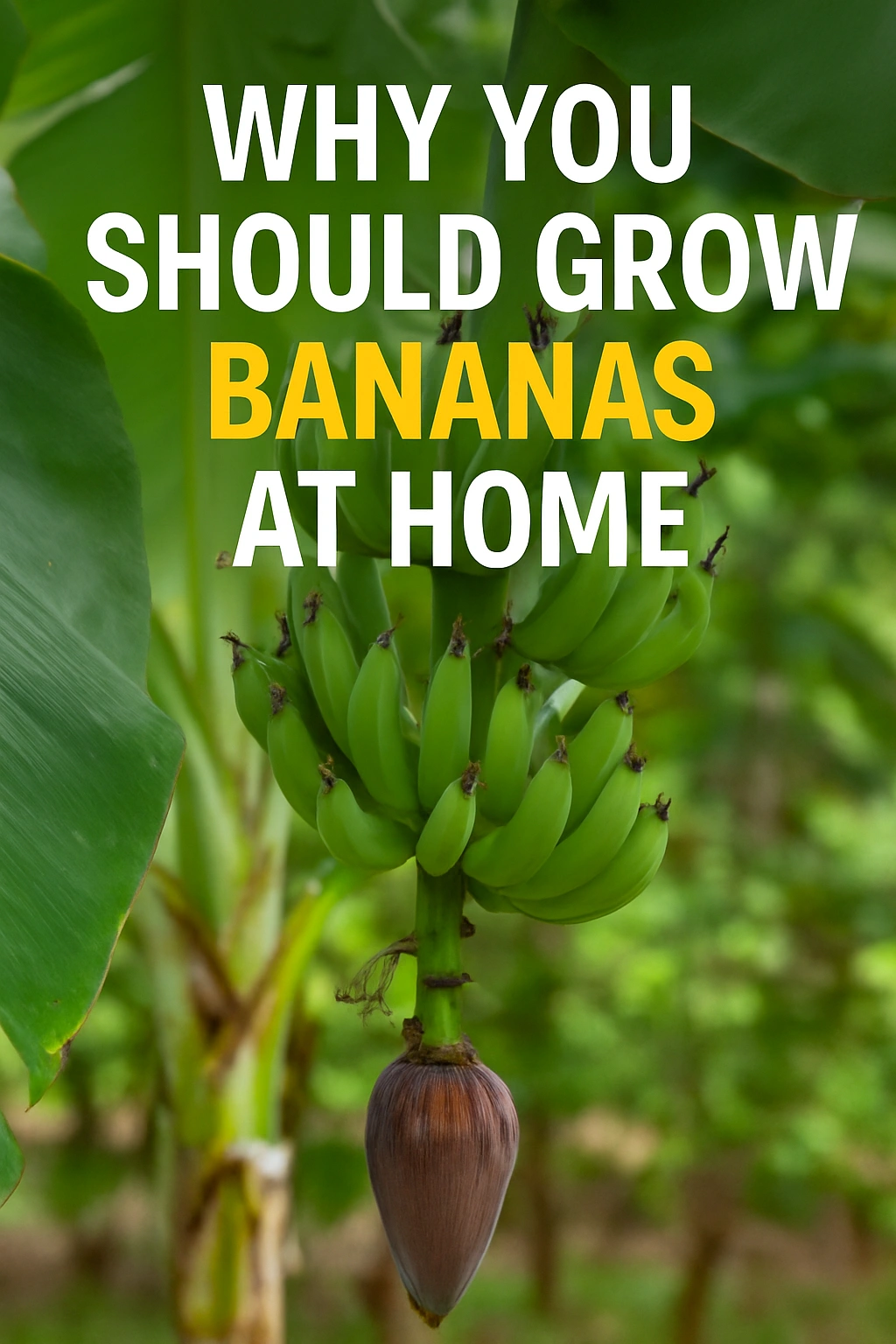 Why You Should Grow Bananas at Home