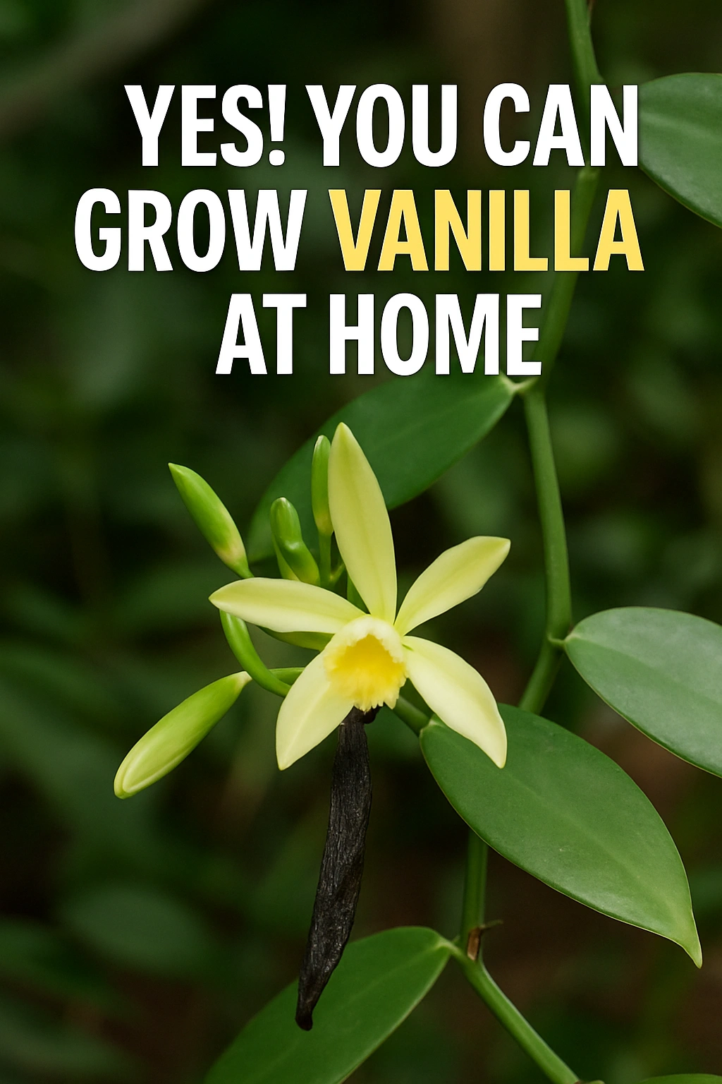 Yes! You Can Grow Vanilla at Home